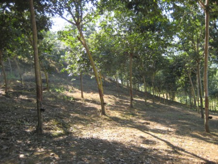 11 rai in Doi Hang, slopes, views and hundreds of trees