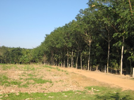 11 rai in Doi Hang, slopes, views and hundreds of trees