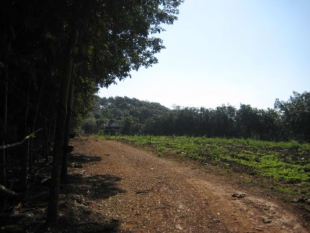 11 rai in Doi Hang, slopes, views and hundreds of trees