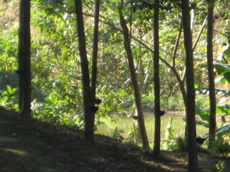 11 rai in Doi Hang, slopes, views and hundreds of trees