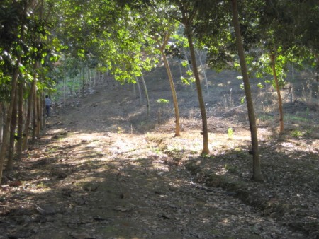 11 rai in Doi Hang, slopes, views and hundreds of trees