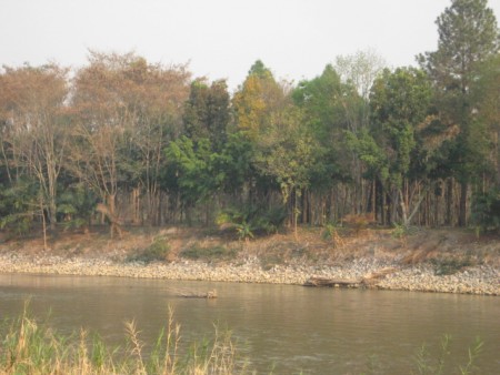 865 rai on the Mae Kok river