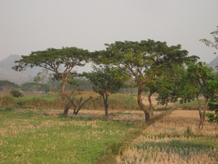 865 rai on the Mae Kok river