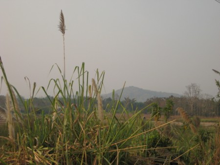 865 rai on the Mae Kok river