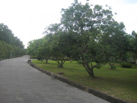 11 houses on 22 rai compound