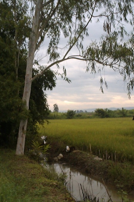 18 rai in Doi Saken