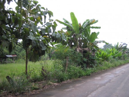 18 rai in Doi Saken