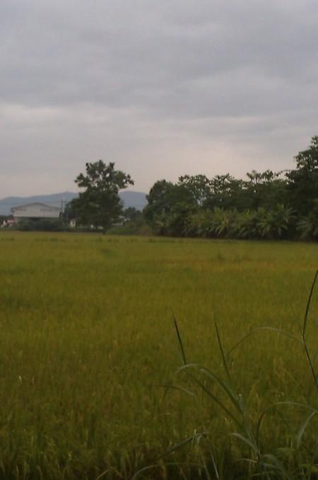 18 rai in Doi Saken