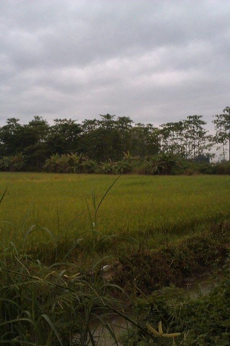 18 rai in Doi Saken