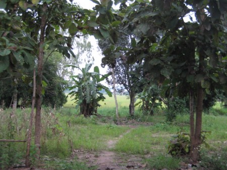 18 rai in Doi Saken