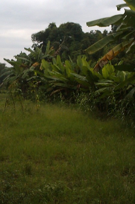 18 rai in Doi Saken