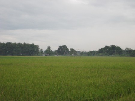 18 rai in Doi Saken